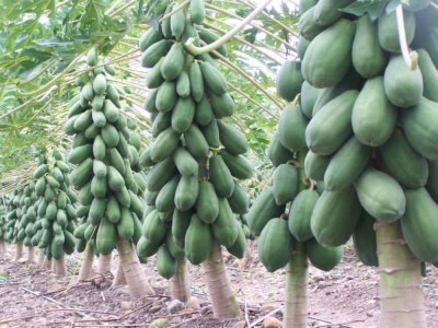 AtoZprintshop Garden Care Papaya Seeds - Dwarf Variety Huge Production Hybrid Seed-5 Pack of 50 Seeds Each Seed(20 per packet)