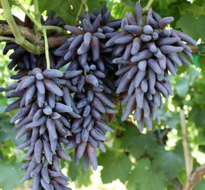 FRESHO Grapes Seed(120 per packet)