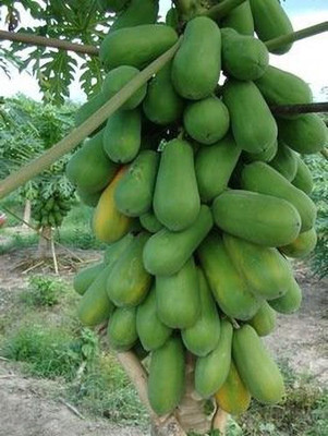 AtoZprintshop Natural garden plants Thai Papaya Hybrid Variety Dwarf Fruit Seeds (Pack of 25) Seed(20 per packet)