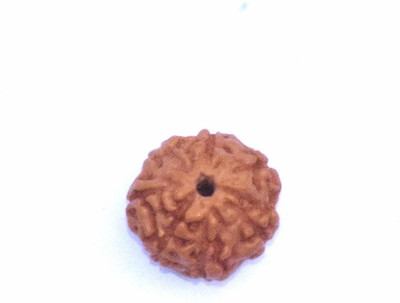RUDRA DIVINE 7 Face Indonesian Rudraksha 7 Mukhi Indonesian Rudraksha/Seven Faced Indonesian Rudraksha With Lab Certified Wood Pendant