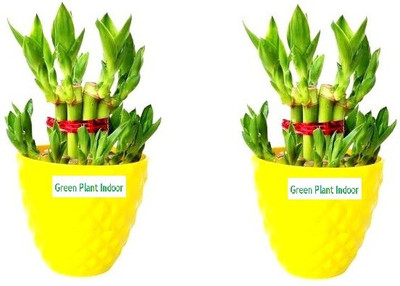 Green Plant indoor Two Layer Bamboo Plant(Pack of 2)