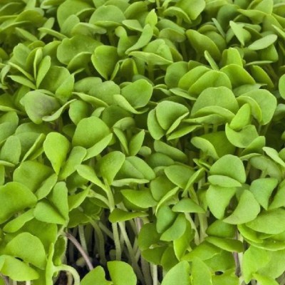 Airex Basil (Cinnamon Basil) Microgreen Seeds Seed(90 per packet)