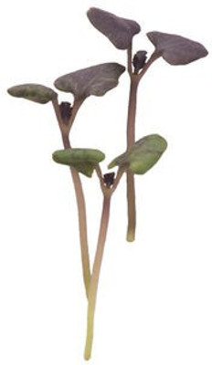 Airex Basil (Dark Opal) Microgreen Seeds - Pack Of AVG 50 - 100 Seeds x 1 Packet Seed(50 per packet)