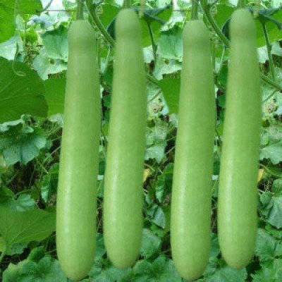 Qualtivate ™ Bottle Gourd Long/Ghiya | F1 Hybrid | Organic Seeds Seed(80 per packet)