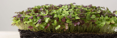 Airex Basil (Mixed Green And Purple Leaf) Microgreen Seeds - Pack Of AVG 50 - 100 Seeds x 2 Packet Seed(100 per packet)