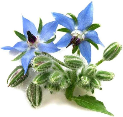 Airex Borage (Imported) Microgreen Seeds - Pack Of AVG 30 - 50 Seeds x 1 Packet Seed(30 per packet)