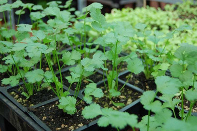 Airex Cilantro (Split Seeds Imported Coriander) Microgreen Seeds Seed(270 per packet)