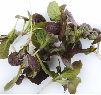 Airex Mustard (Red Giant) Microgreen Seeds - Pack Of AVG 30 - 50 Seeds x 1 Packet Seed(30 per packet)
