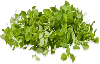 Airex Basil (Lemon Basil) Microgreen Seeds 2 Packet Seed(100 per packet)