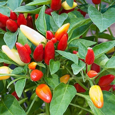 VibeX ® XX-1255-Ornamental Plant Seeds Chilli Seed(120 per packet)