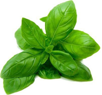 Airex Basil (Sweet Basil) Microgreen Seeds - Pack Of AVG 30 - 50 Seeds x 1 Packet Seed(30 per packet)