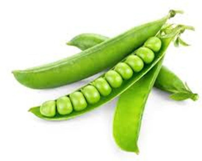 Pensare Green_Pens Seed(25 per packet)