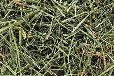 TIMOSHA CHIRAITA, KALMEGH Seed(50 per packet)
