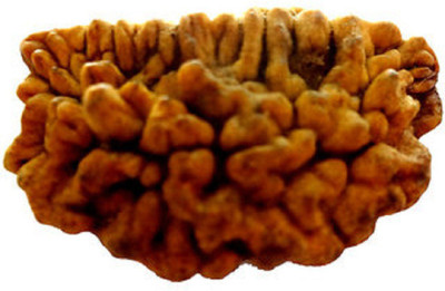 om rudraksha 1 mukhi rudraksha Wood