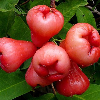 Aywal HYBRID FRESH RED APPLE Seed(9 per packet)