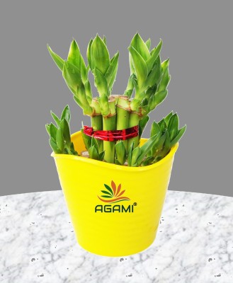 AGAMI Two Layer Bamboo Plant(Pack of 1)