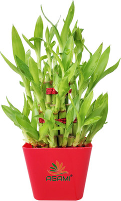 AGAMI Three Layer Bamboo Plant(Pack of 1)