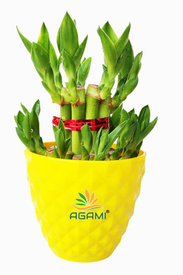 AGAMI Two Layer Bamboo Plant(Pack of 1)