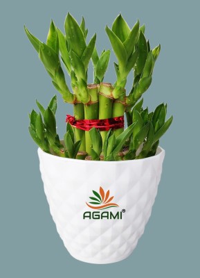 AGAMI Two Layer Bamboo Plant(Pack of 1)