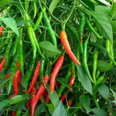 Vlog Bazar Green RED Chilli Seeds Seed(100 per packet)