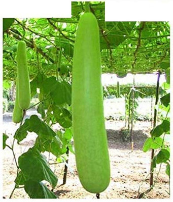 SSPLANTS Bottle Gourd Long Seeds Seed(15 per packet)