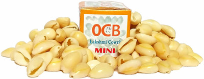 OCB Lakshmi Color White BIG SIZE Lakshmi Gavvalu Bhoora Cowrie Kawdi Kaudi Kowdi Sea Shell (21 Pieces) Porcelain Yantra(Pack of 1)