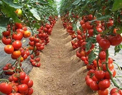 Aavik Imported Rare Hybrid F1 Tomato Vegetable Seed(40 per packet)
