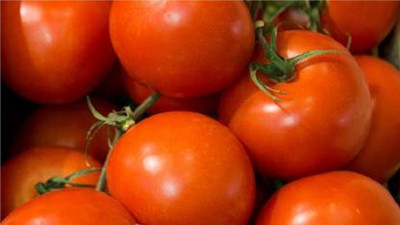 Aavik Round Tomato Vegetable Seed Seed(40 per packet)
