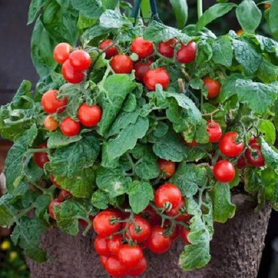 Aavik Kitchen Garden Cherry Tomato Seed Seed(100 per packet)