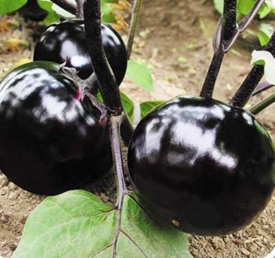 SSPLANTS Eggplant Seeds Seed(30 per packet)