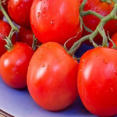 Aavik Tomato Seed Seed(100 per packet)