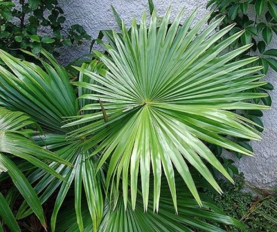 SHOP 360 GARDEN Rare Livistona Jenkinsiana, Fan Palm, Major Jenkins' fan palm Ornamental Tree Seeds - Pack of 15 Seeds Seed(15 per packet)