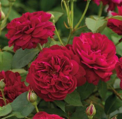 EarthAngel Rose Plant(Hybrid, Pack of 1)