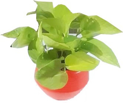GeenLk Money Plant(Hybrid, Pack of 1)