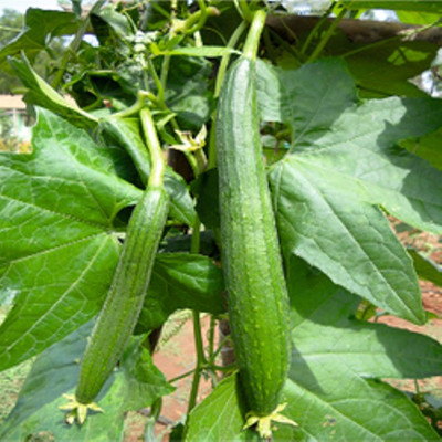 Naaz NAAZ GAGAN HYBRID SPONGE GOURD SEEDS-F1 Seed(200 per packet)