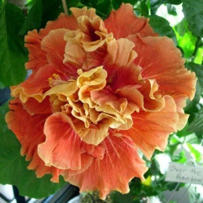 Natural Nursery Hibiscus Plant(Hybrid, Pack of 1)