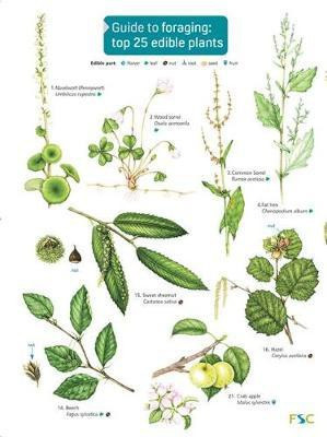 Guide to Foraging: Top 25 Edible Plants(English, Paperback, Cremona Clare)