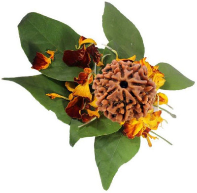 ShivaRatna Mantra Siddha 7 Mukhi Rudraksha (for Wealth Attraction) Represents Goddess Maha Laxmi Wood Locket