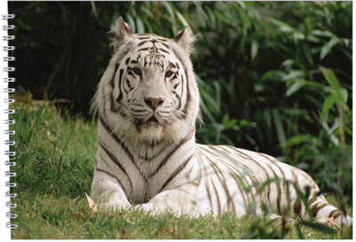 Family store A3_id:82 Sketch Pad(36 Sheets)