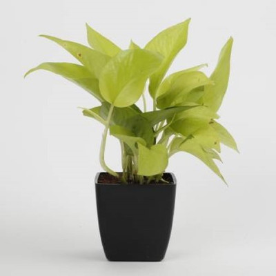 Ukaanda Money Plant(Hybrid, Pack of 1)