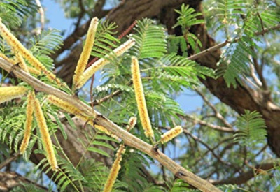 SHOP 360 GARDEN Khair tree Seeds - Cutch Tree seed, Black catechu / Black cutch / Cashoo / Catechu / Wadalee gum seeds- ( Acacia catechu Seeds ) - Pack of 25 Seeds Seed(25 per packet)