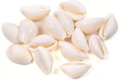 GREENELAND Natural White Laxmi Kaudi / Kawdi / Cowrie / Kauri Stoneware Yantra(Pack of 7)