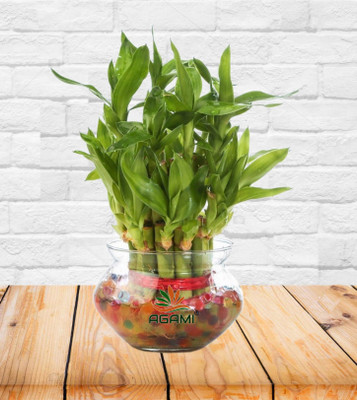 AGAMI Two Layer Bamboo Plant(Pack of 1)