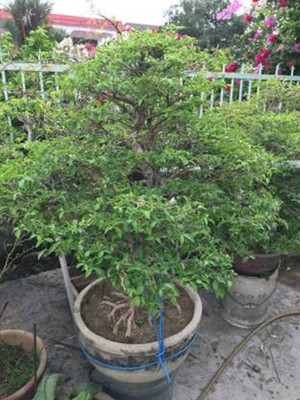 Arlo Bonsai Tree Hybrid Seed Seed(20 per packet)