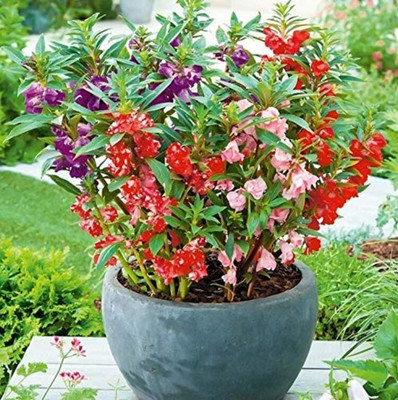 SHOP 360 GARDEN Pack of 100 Seeds Balsam Extra Dwarf Tom Thumb Mixed Flower Seeds Seed(100 per packet)