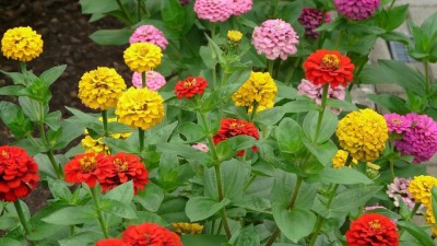 R-DRoz Zinnia Liliput Ultra Flowers - Pack of 40 Seeds Premium Quality Seed(40 per packet)
