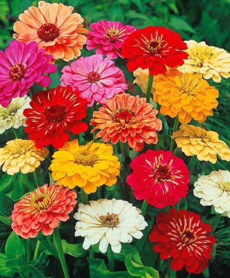 DRoz Zinnia Mixed Colours Flowers - Pack of 40 Seeds Seed(40 per packet)
