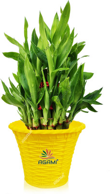 AGAMI Three Layer Bamboo Plant(Pack of 1)
