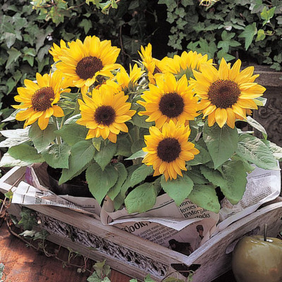DRoz Sunflower Dawrf Flowers - Pack of 30 Seeds Seed(30 per packet)