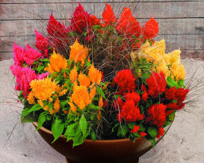 DRoz Cockscomb Flowers - Pack of 50 Seeds Seed(50 per packet)